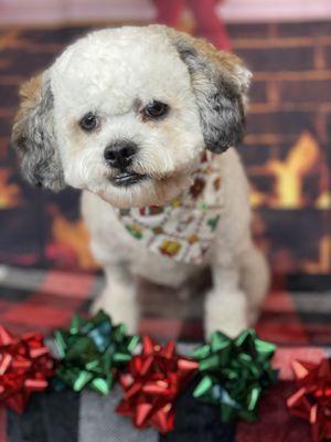 Pet Wash Photo Shoot