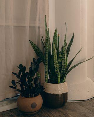 Plants keep the office fresh and relaxing