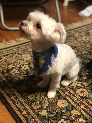 Snowy the Maltese