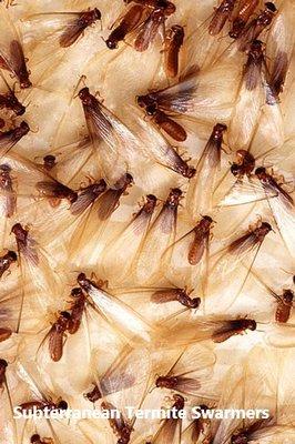 Termite swarmer is a critical sign of infestation