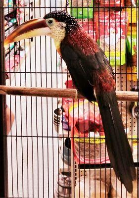 Country Critters Pet Toucanet