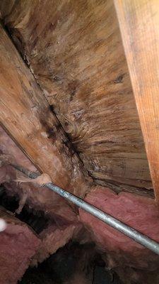 Mold damage in crawl space.