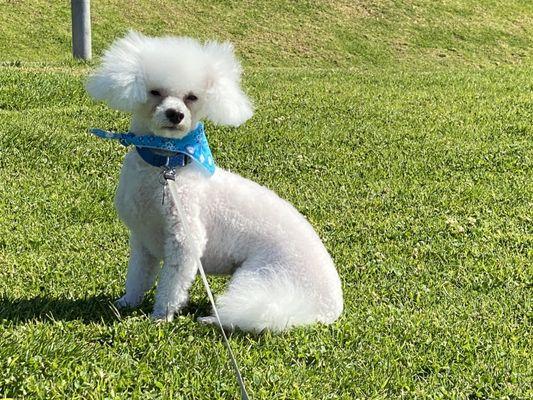 Snowy, just groomed at Bubbles Pet Spa on 1-30-21