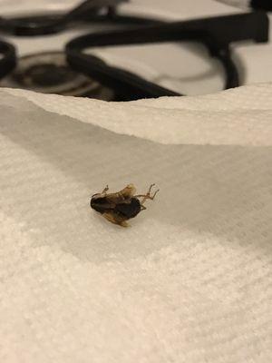 German roach in 402 S Race building kitchen