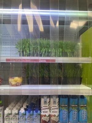 Wheatgrass