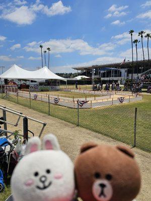 Pig Races