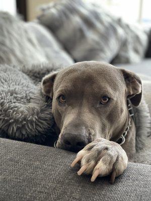 My rescue Zeus needing his nails trimmed but denied service from "The Paw Spa" because he's a pitty.