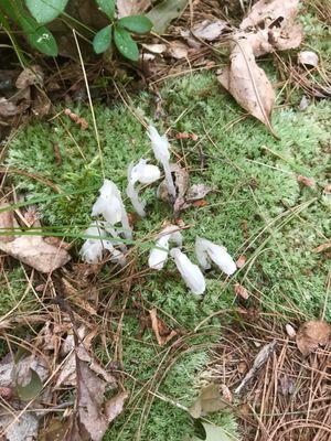 Indian pipes