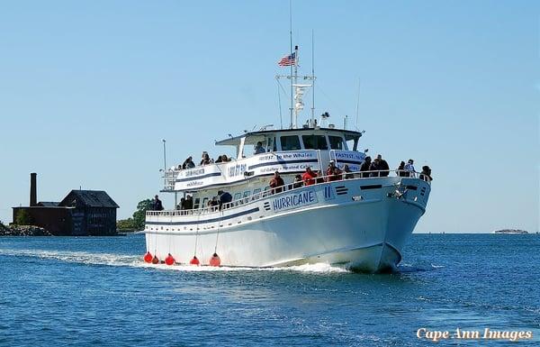 Cape Ann Whale Watch