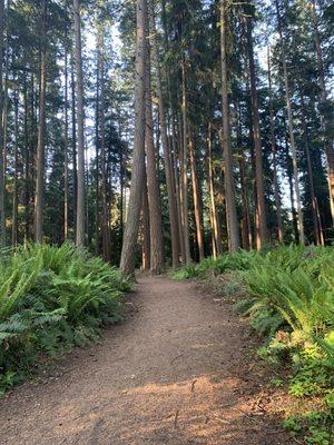 Trail through tall trees.