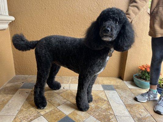 Bodhi the standard blue Poodle