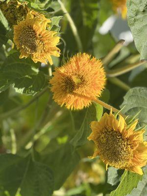 Beautiful sunflower