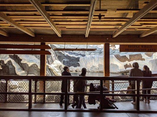 Beluga Whale exhibit