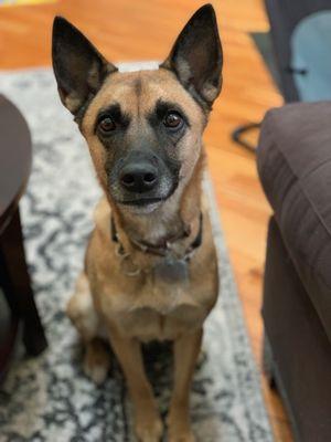 Here's Yoko, our German shepherd mutt rescued by Paws Crossed from the Cayman Islands