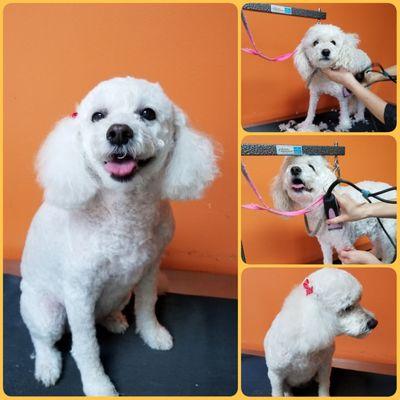 This pup looks ADORABLE after her grooming! Schedule your pets grooming today! Take 50% of your pet's first grooming. One pet per household.