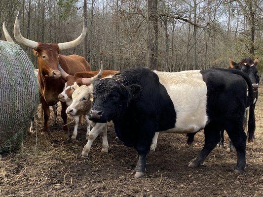 Visit with the animals on the wagon ride