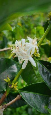 Kona "snow" means more delicious 100% Kona coffee is on its way.