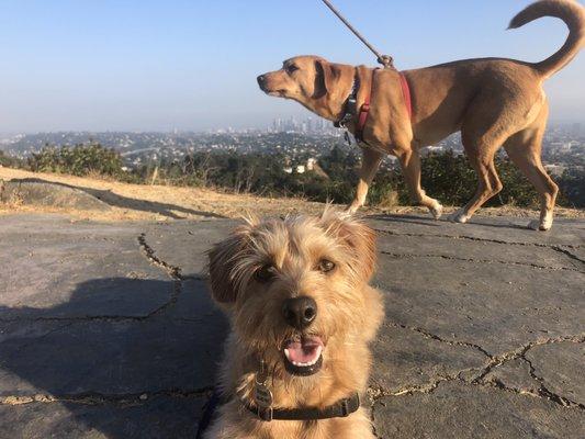 Rooster and a new friend on a walk