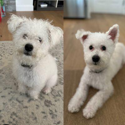 Before after small poodle