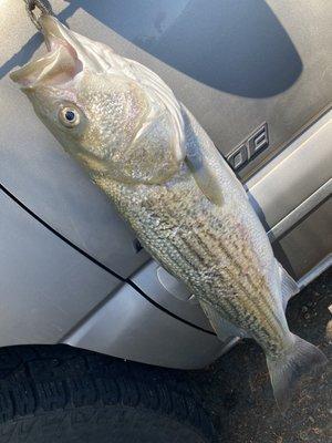 Personal best in 5 years 08/25/2022 size 29" fat cow river monster fight @Benicia State Park...thanks for the lucky bait