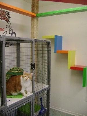 California Cat Center