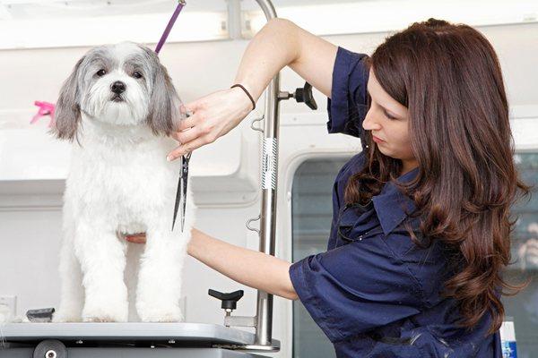 Woofie's Mobile Pet Spa