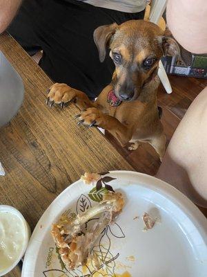 Puppy really wanting a chicken wing