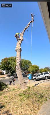 Tree cutting