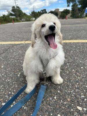 Puppy training