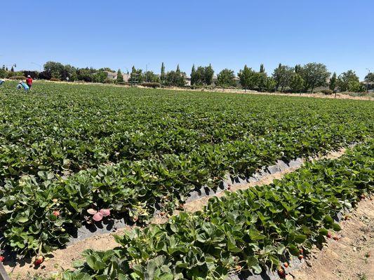 Plenty of strawberries