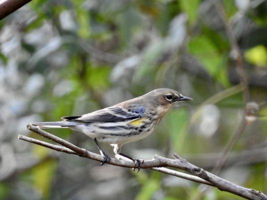 Yellow rumped Warbler