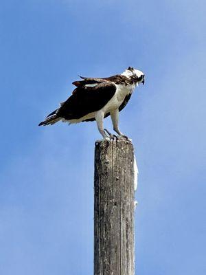 Osprey with huge fish catch !