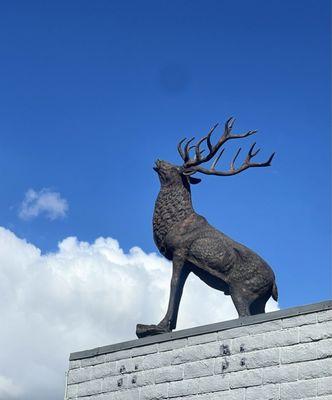 Welcoming Elk on the roof.