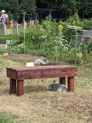 Bunnies in the garden!