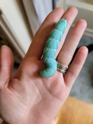 Goliath hornworms