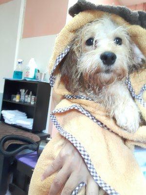 Does your pup need a bath?