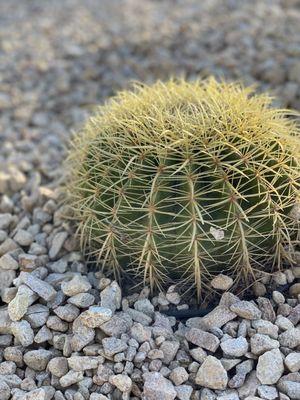 Drought tolerant plants