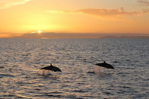 Dana Wharf Sportfishing and Whale Watching