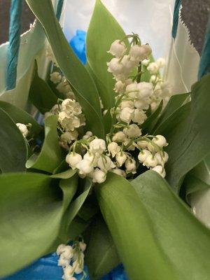 Lily of the valley