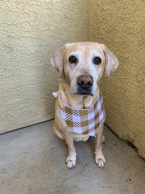 Bella - Labrador Retriever