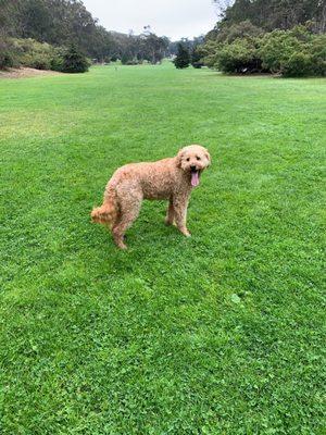 Terry and Roxy's Dog Walks