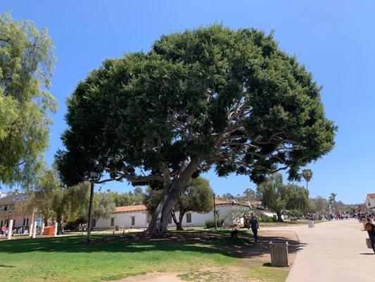 This tree is 175 years old