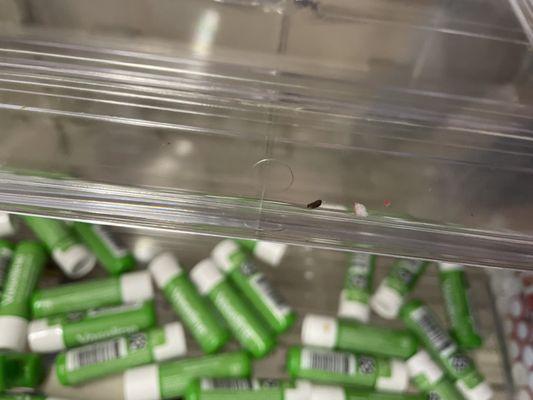 Mouse dropping on shelf by front cash register