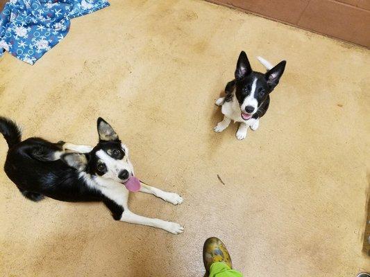 Tip & Katniss - Border McNab sisters enjoy boarding at Family Pet Clinic