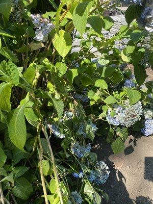 bush after damage, blooms were passing for season