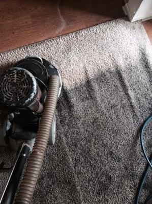 A salvage clean we did a couple months back to save a clients carpet.