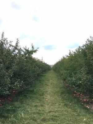 Apple orchard