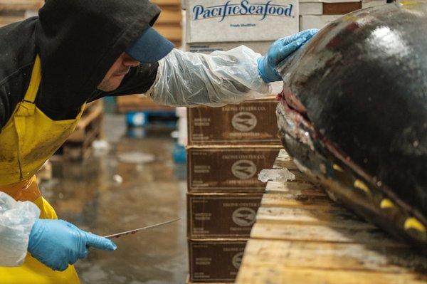 Our fillet-man inspecting a beautiful Spanish Blue Fin Tuna