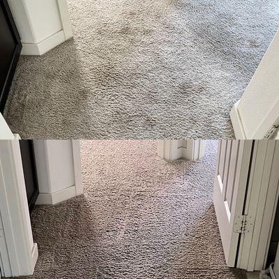 pet accidents carpet cleaning