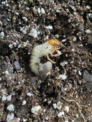 Grub (immature form of a beetle)